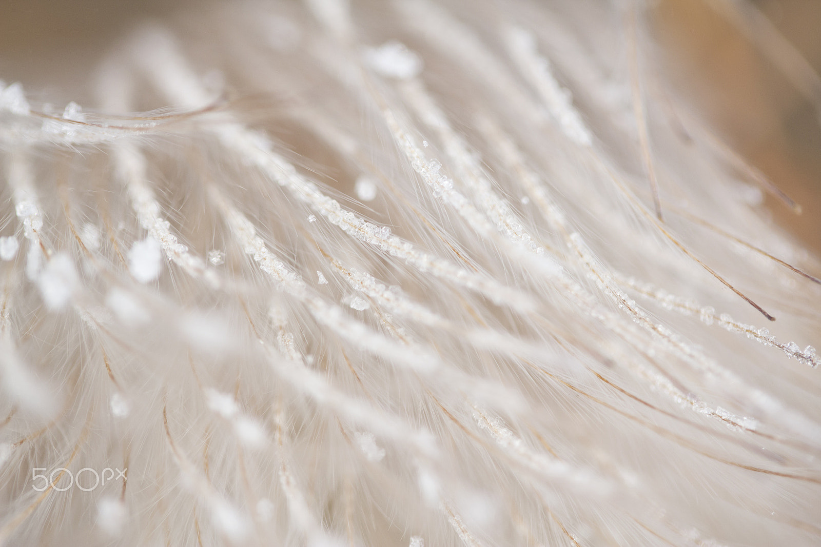 Canon EF-S 60mm F2.8 Macro USM sample photo. Fluffy 12 photography