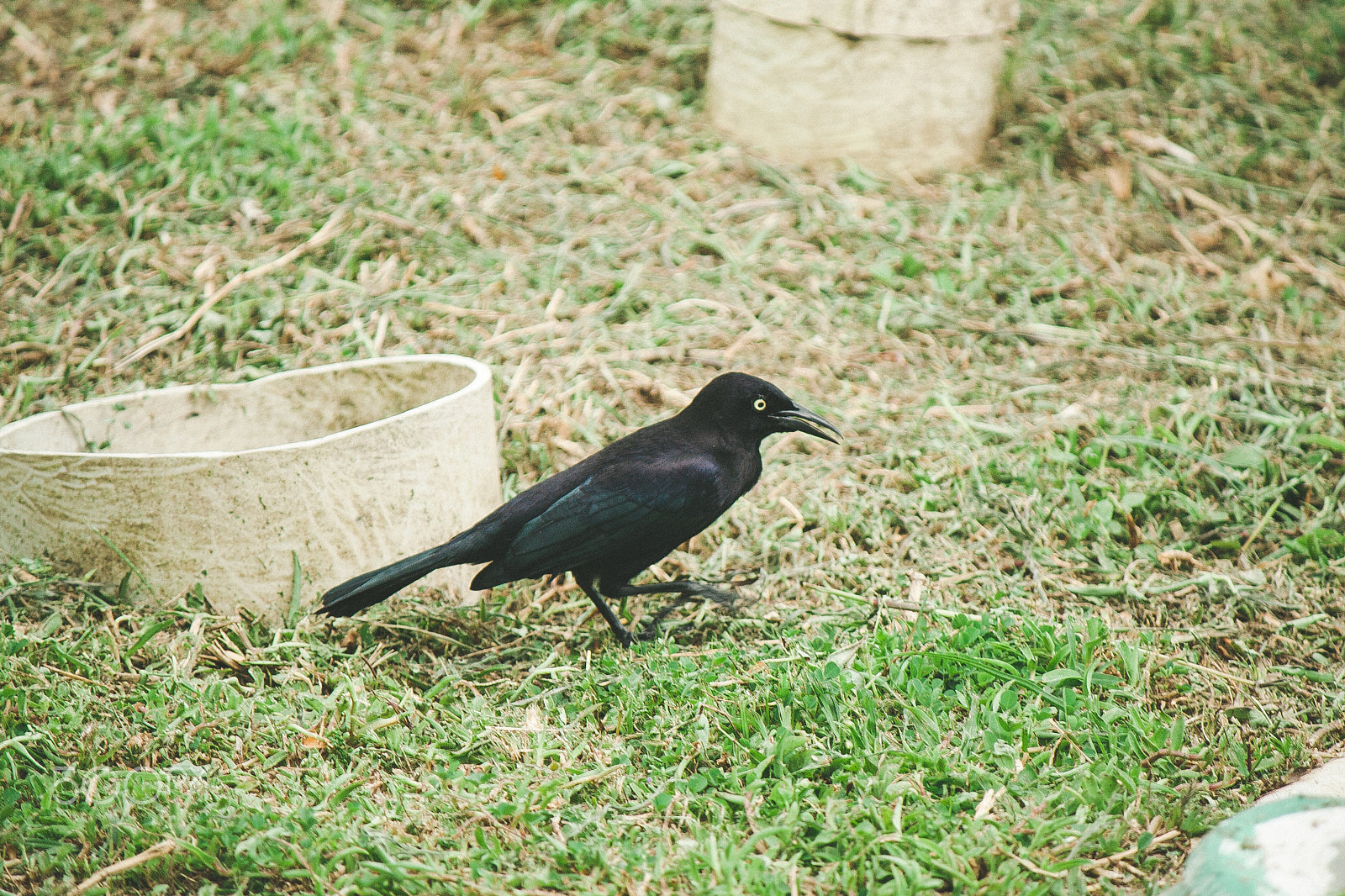Canon EOS 350D (EOS Digital Rebel XT / EOS Kiss Digital N) sample photo. Little black bird photography