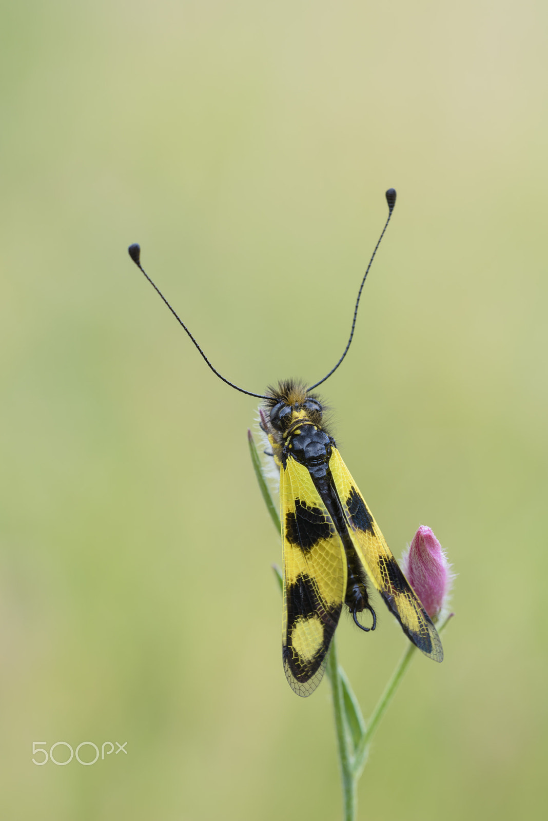 Sigma 150mm F2.8 EX DG OS Macro HSM sample photo. Oestliches schmetterlingshaft, libelloides macaronius, ascalaphi photography