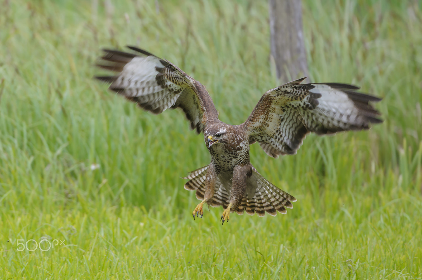 Nikon D300 sample photo. Mäusebussard, buteo buteo, common buzzard photography