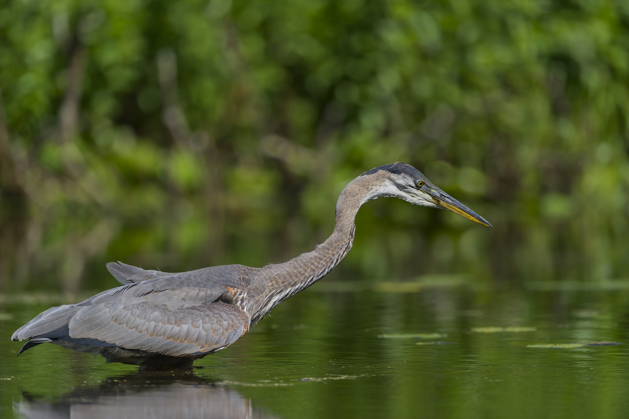 Nikon D3S + Nikon AF-S Nikkor 600mm F4G ED VR sample photo. Just wading... photography