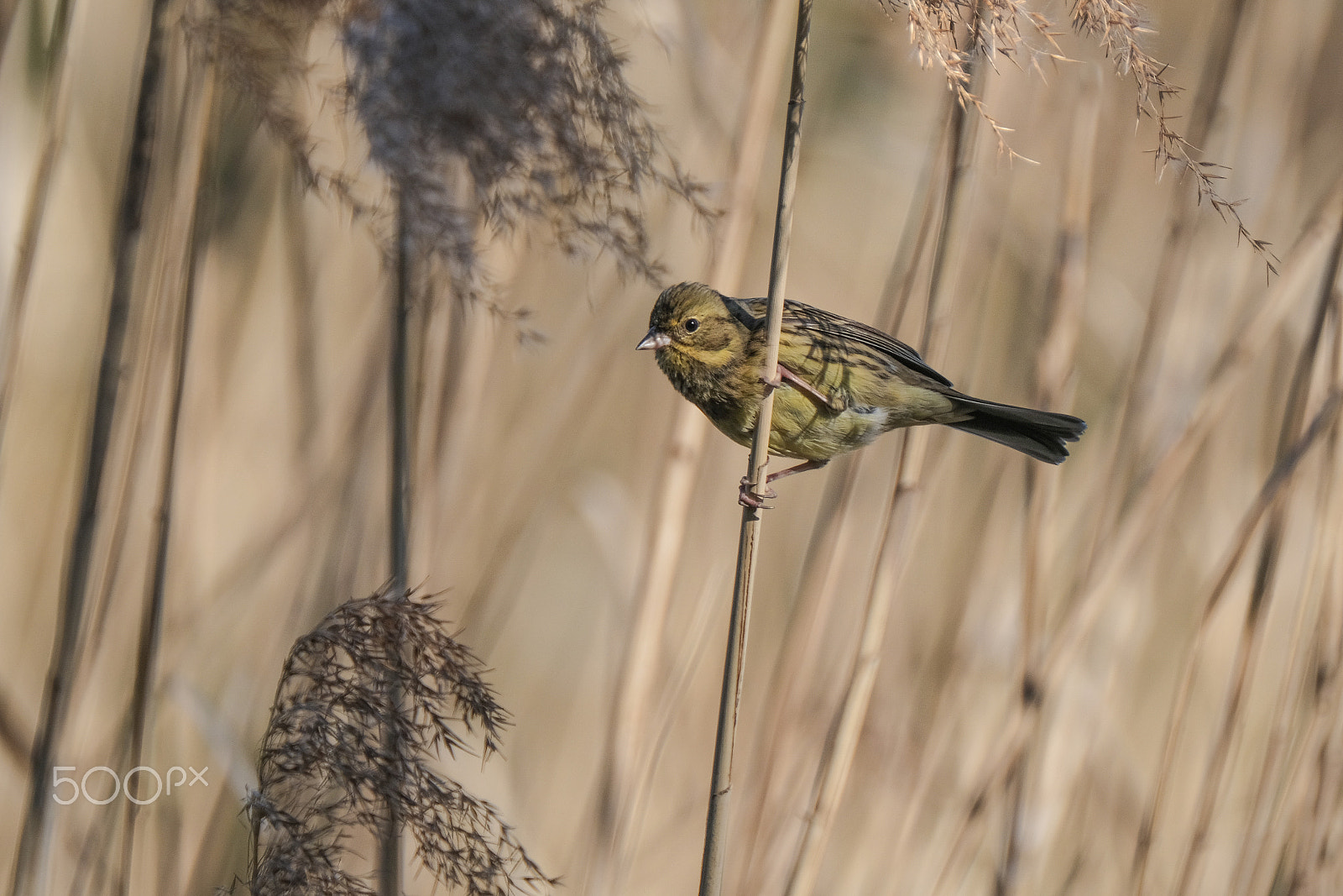 XF100-400mmF4.5-5.6 R LM OIS WR + 1.4x sample photo. Black-faced bunting photography