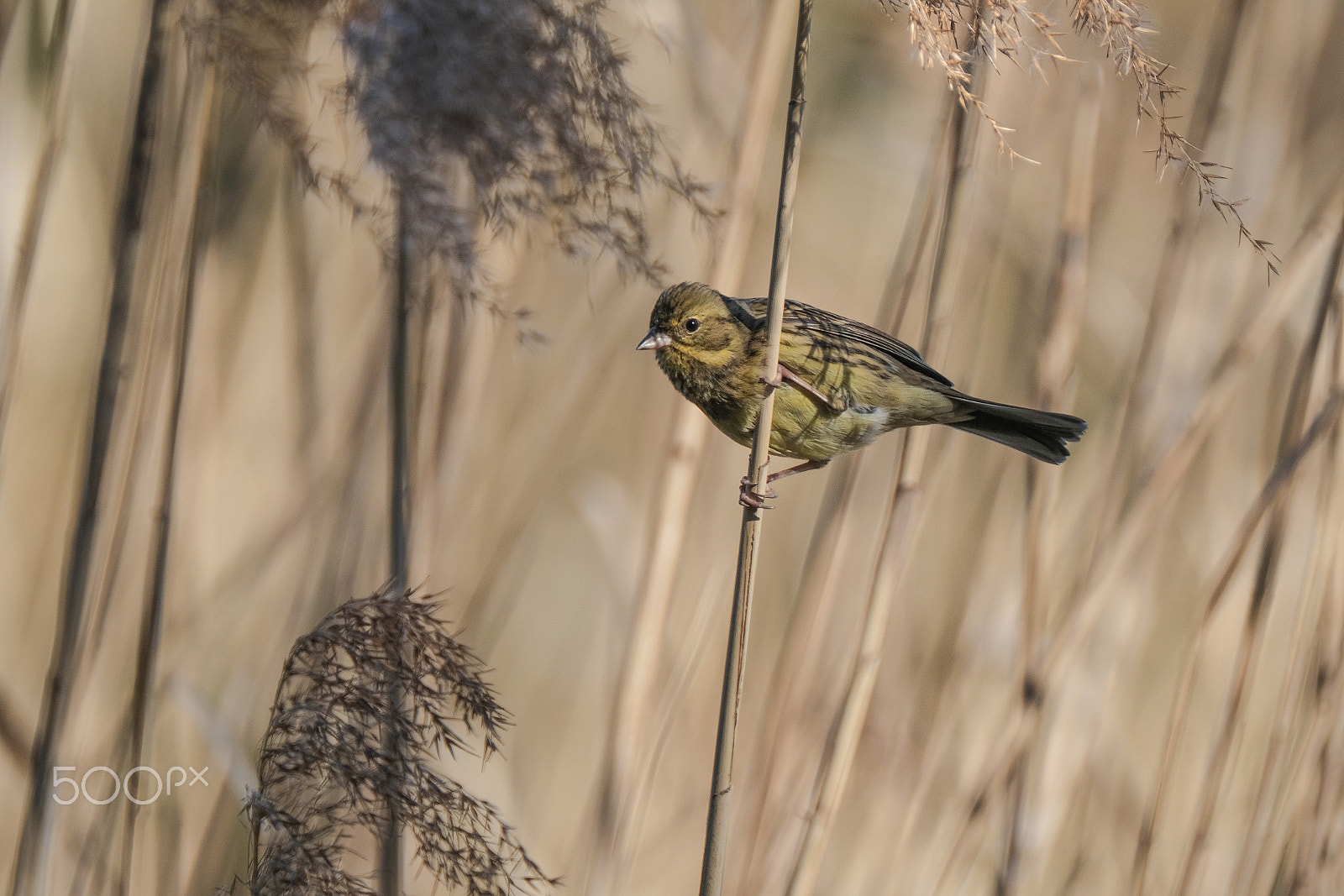 Fujifilm X-T2 + XF100-400mmF4.5-5.6 R LM OIS WR + 1.4x sample photo. Black-faced bunting photography