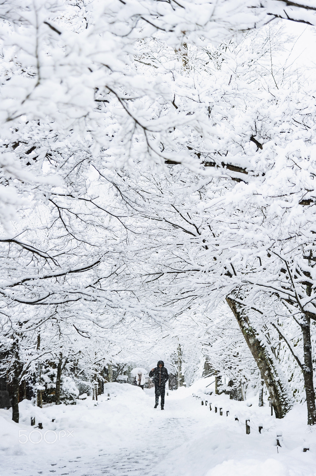 Nikon D3S sample photo. Ohara photography