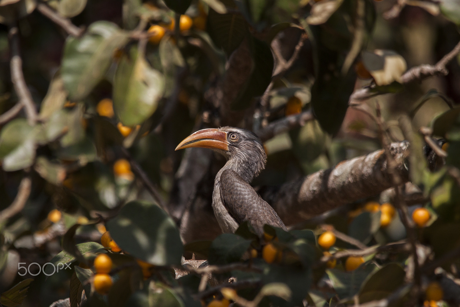 Canon EOS 500D (EOS Rebel T1i / EOS Kiss X3) + Sigma 150-500mm F5-6.3 DG OS HSM sample photo. Malabar grey hornbill photography