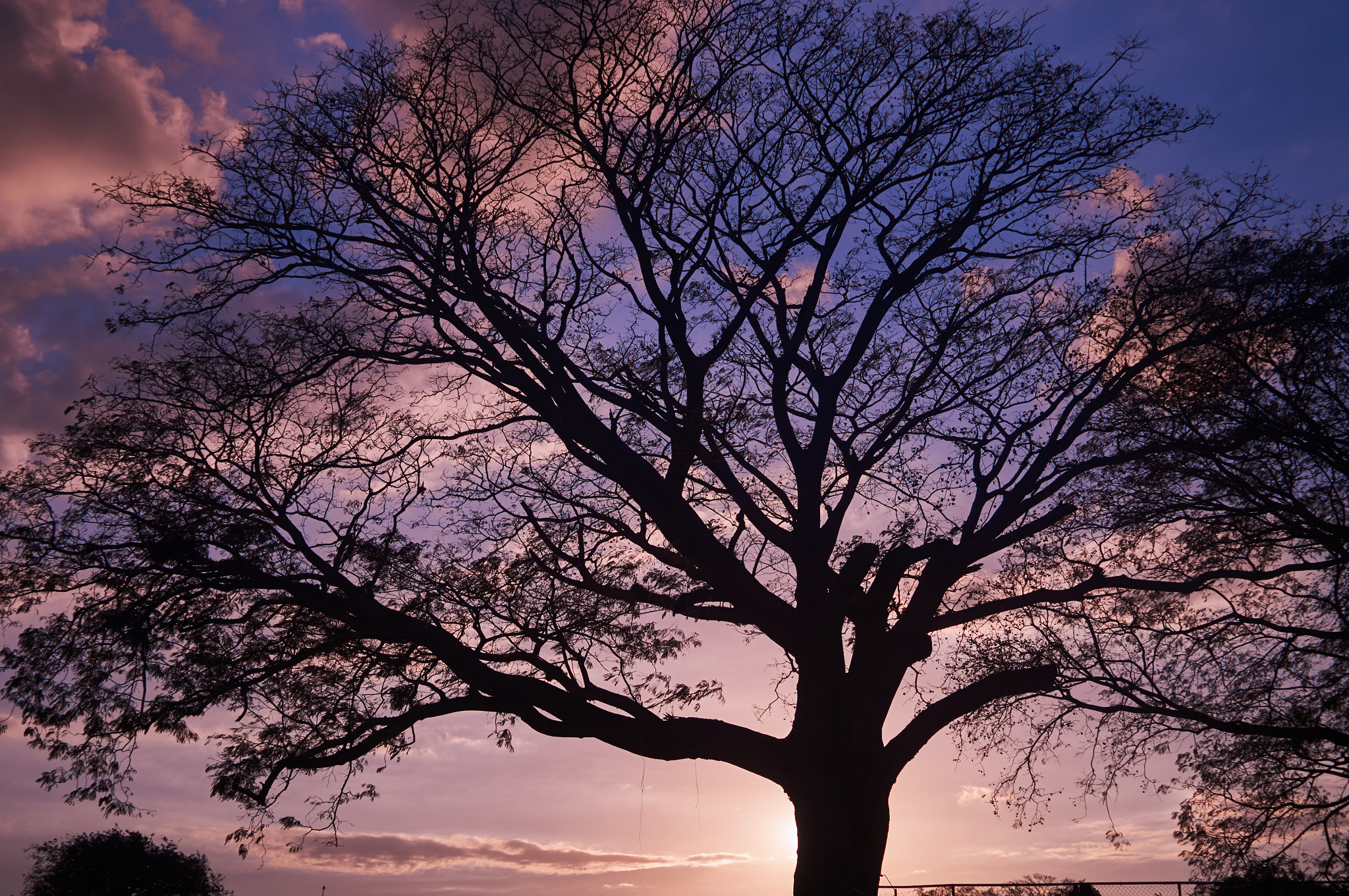 Sony SLT-A57 sample photo. Tree photography