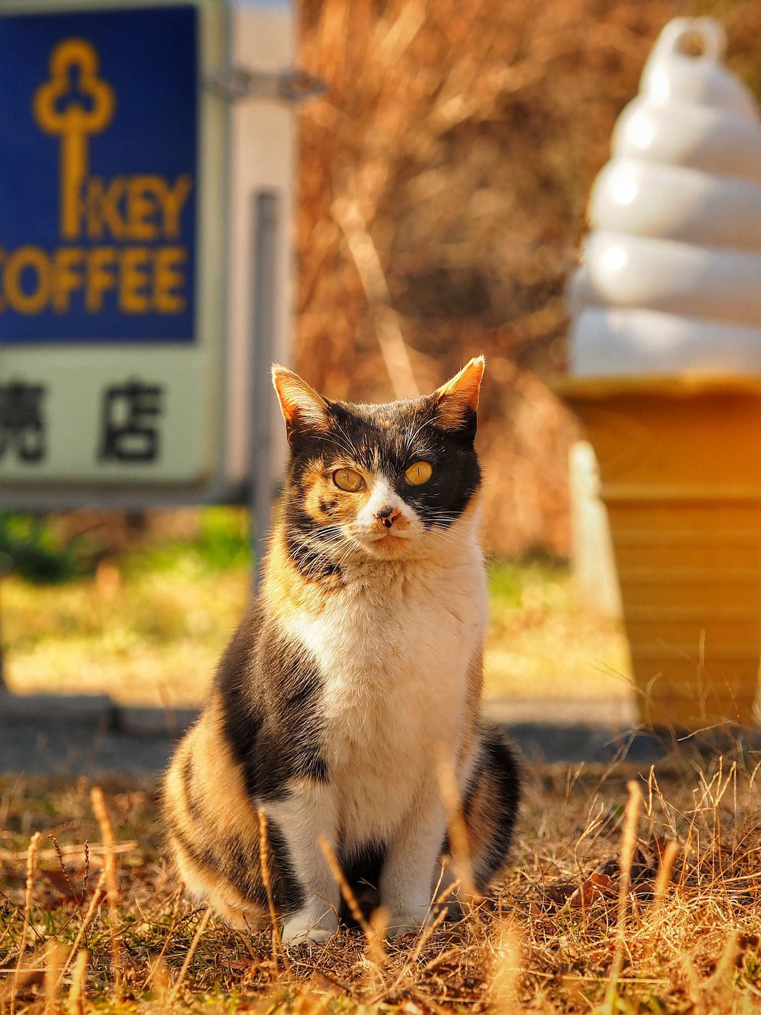 Olympus M.Zuiko Digital ED 60mm F2.8 Macro sample photo. Happy to have seen you again, little mate photography