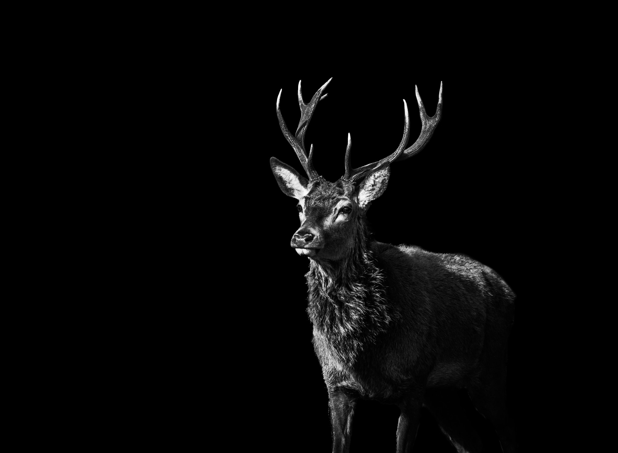 Canon EOS 60D + Canon EF 70-200mm F4L USM sample photo. Red deer 1 - black series photography
