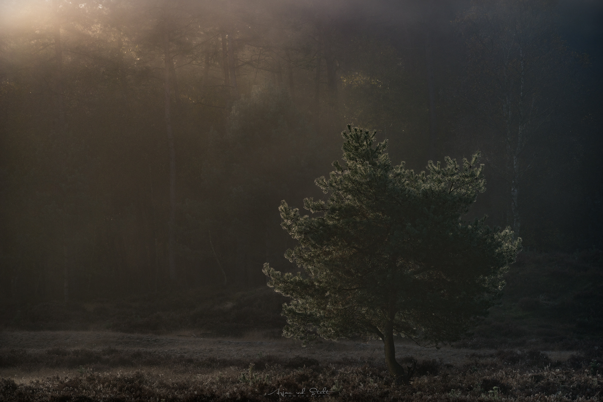 Nikon D810 sample photo. Catching light.... photography