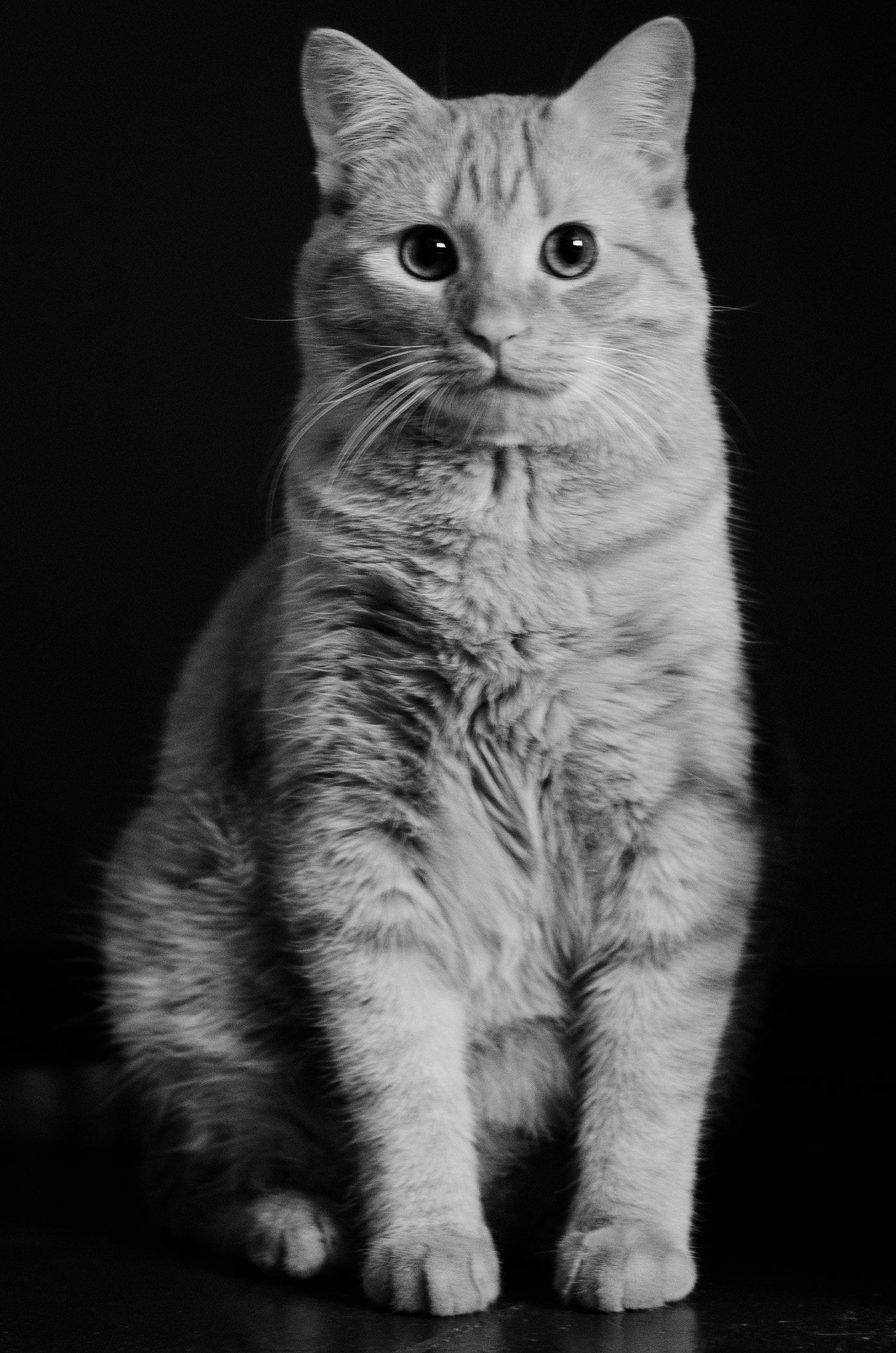 Nikon AF-S Micro-Nikkor 60mm F2.8G ED sample photo. King, just king photography