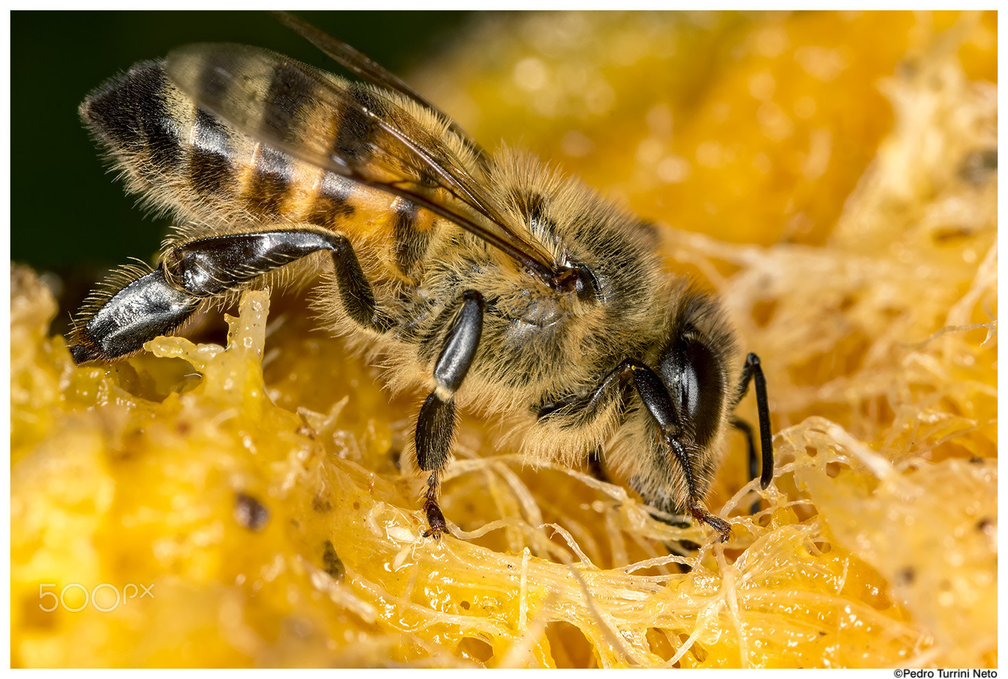 Canon EF 100mm F2.8L Macro IS USM sample photo. Bee on mango photography