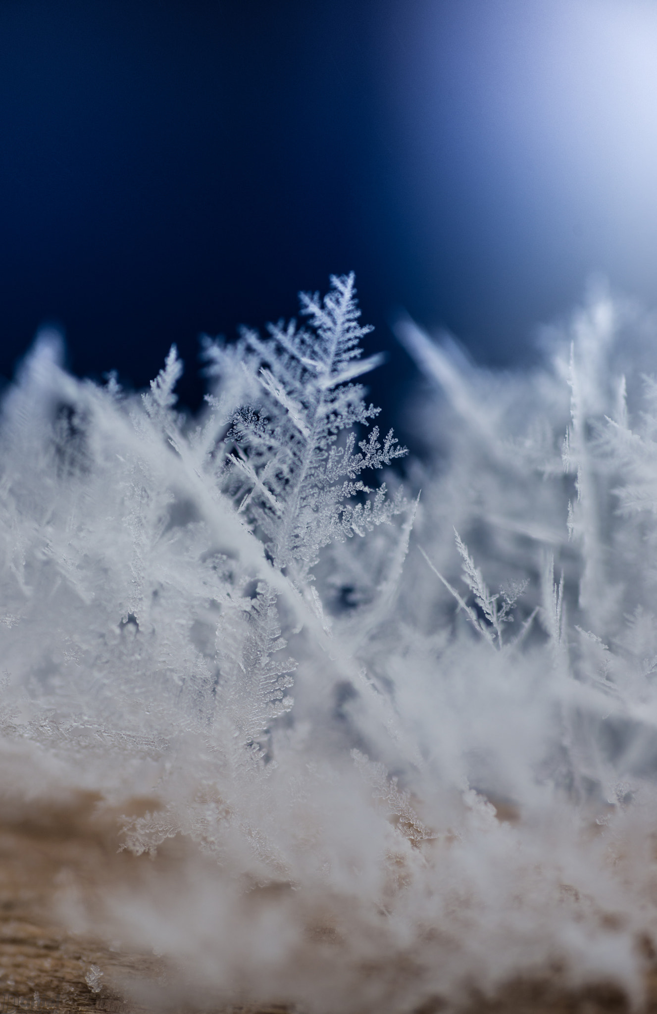 Nikon AF Micro-Nikkor 60mm F2.8D sample photo. Winter plumage photography