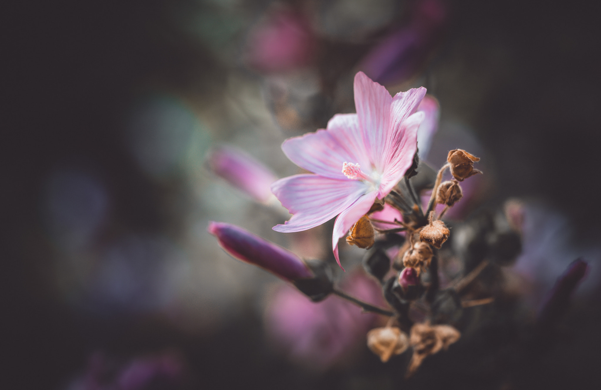 Sony a7 + Sony FE 90mm F2.8 Macro G OSS sample photo. Out of smoke photography