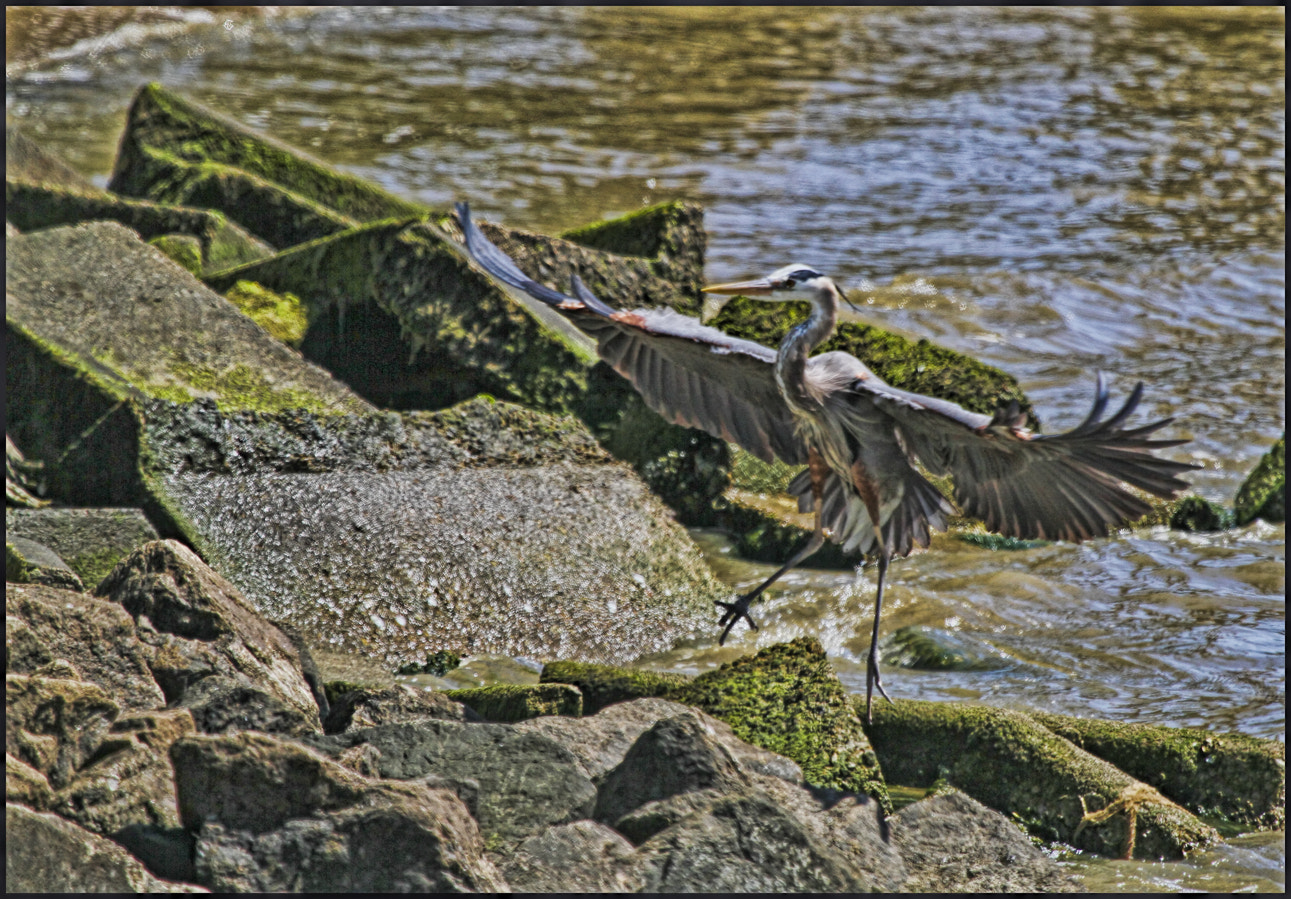 Canon EF 100-400mm F4.5-5.6L IS USM sample photo. I'll have mine on the rocks! photography
