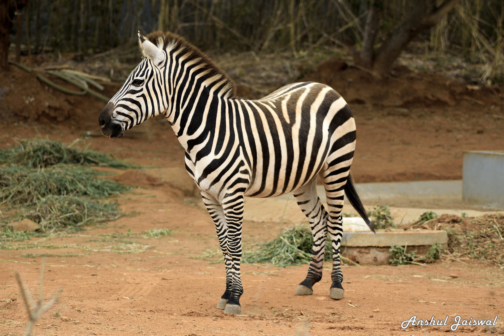 Nikon AF Nikkor 70-300mm F4-5.6G sample photo. Zebra.... photography