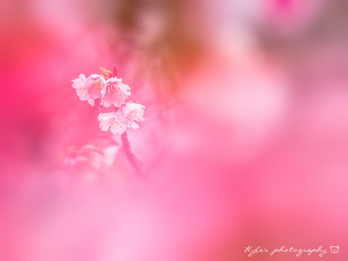 Olympus OM-D E-M1 sample photo. Sakura photography