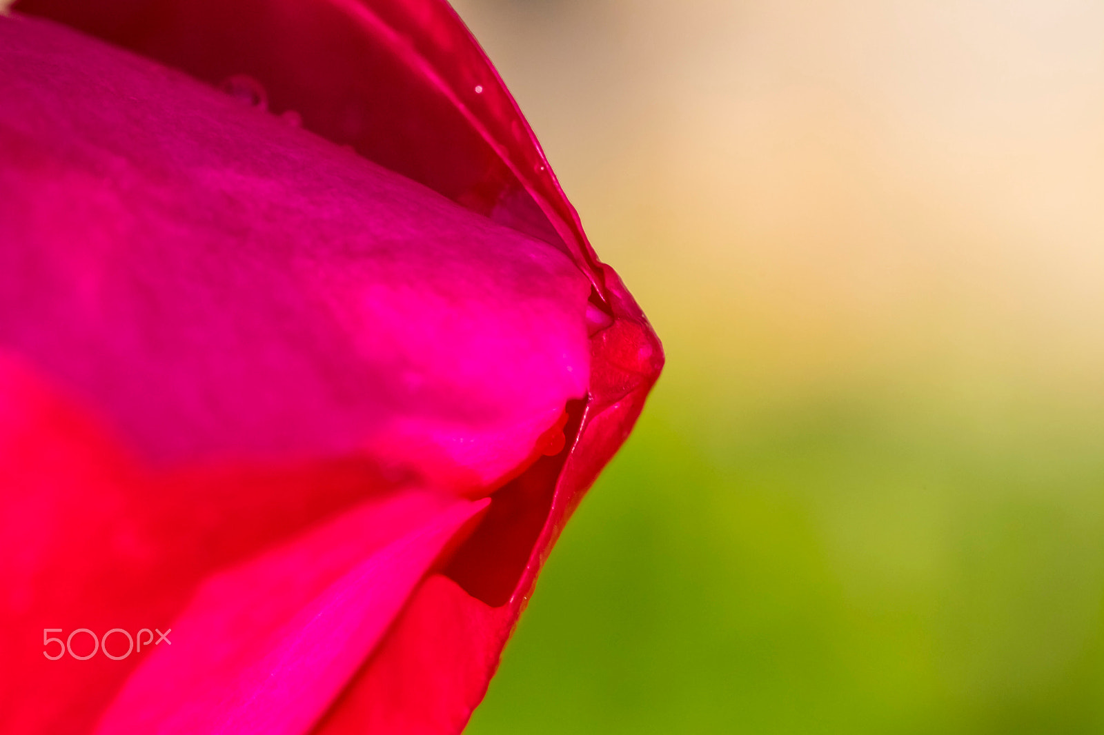 Canon MP-E 65mm F2.5 1-5x Macro Photo sample photo. Flower photography