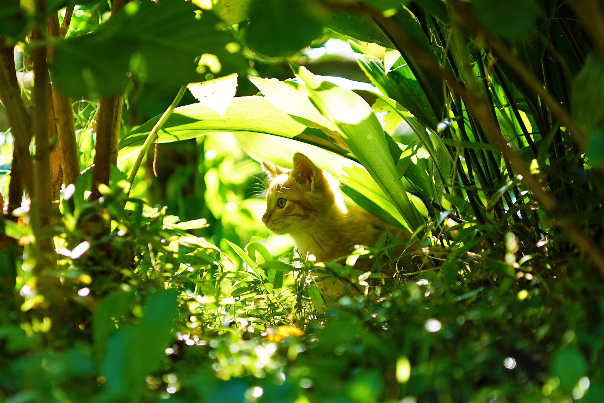 Minolta/Sony AF 70-200mm F2.8 G sample photo. Where should i go photography