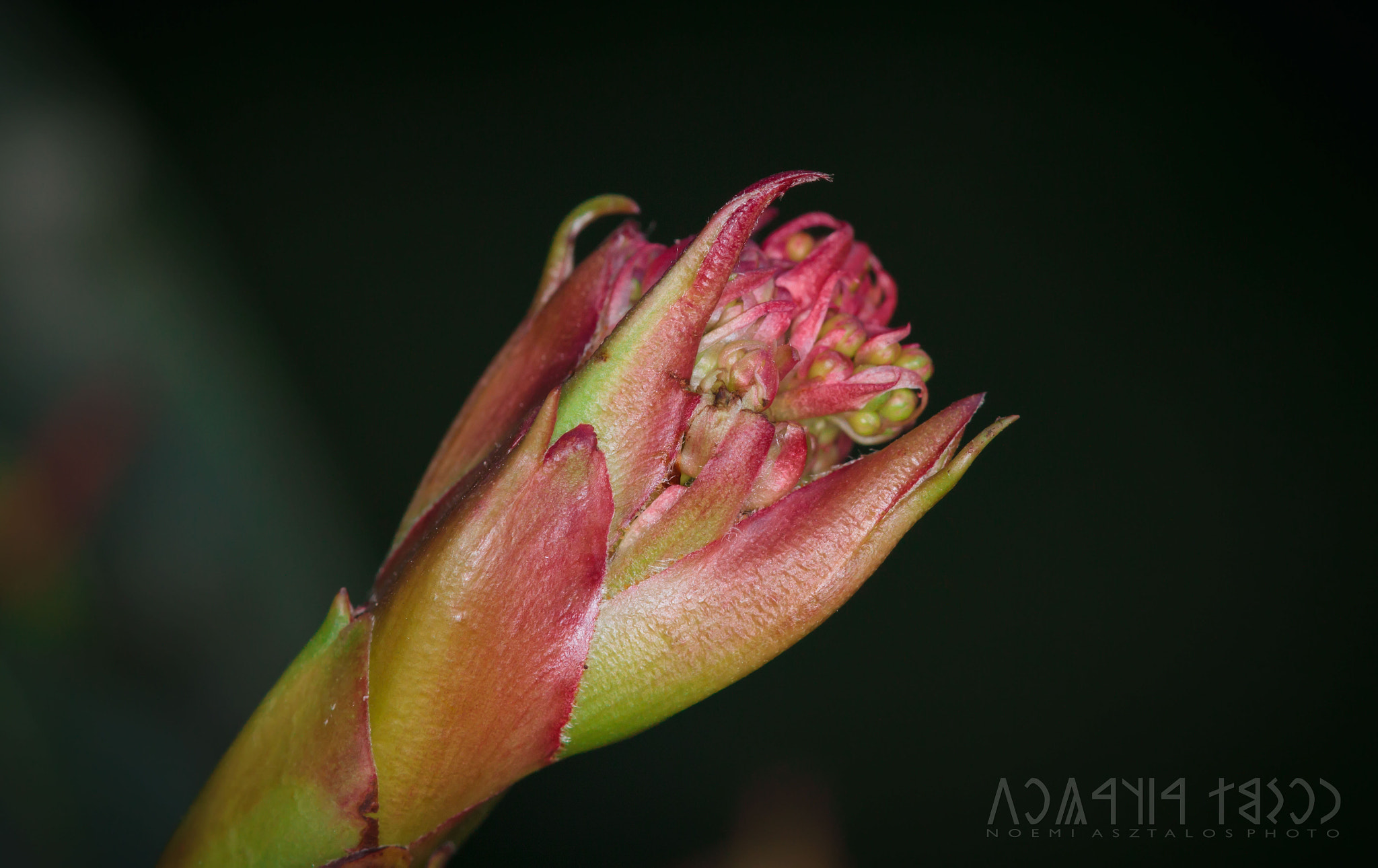 Canon EF 180mm F3.5L Macro USM sample photo. Opening bud photography