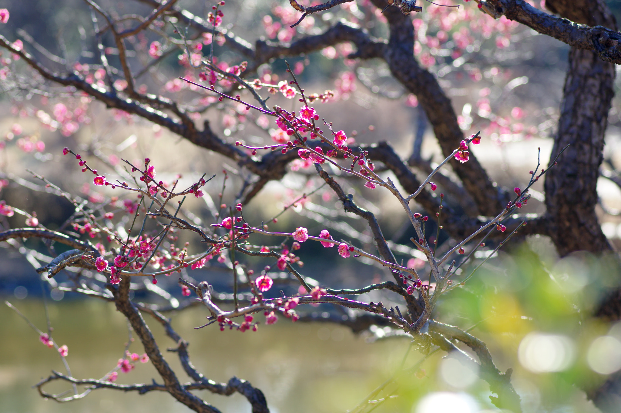 Pentax K-3 + Pentax smc D-FA 100mm F2.8 Macro WR sample photo. Waiting for the spring..... photography