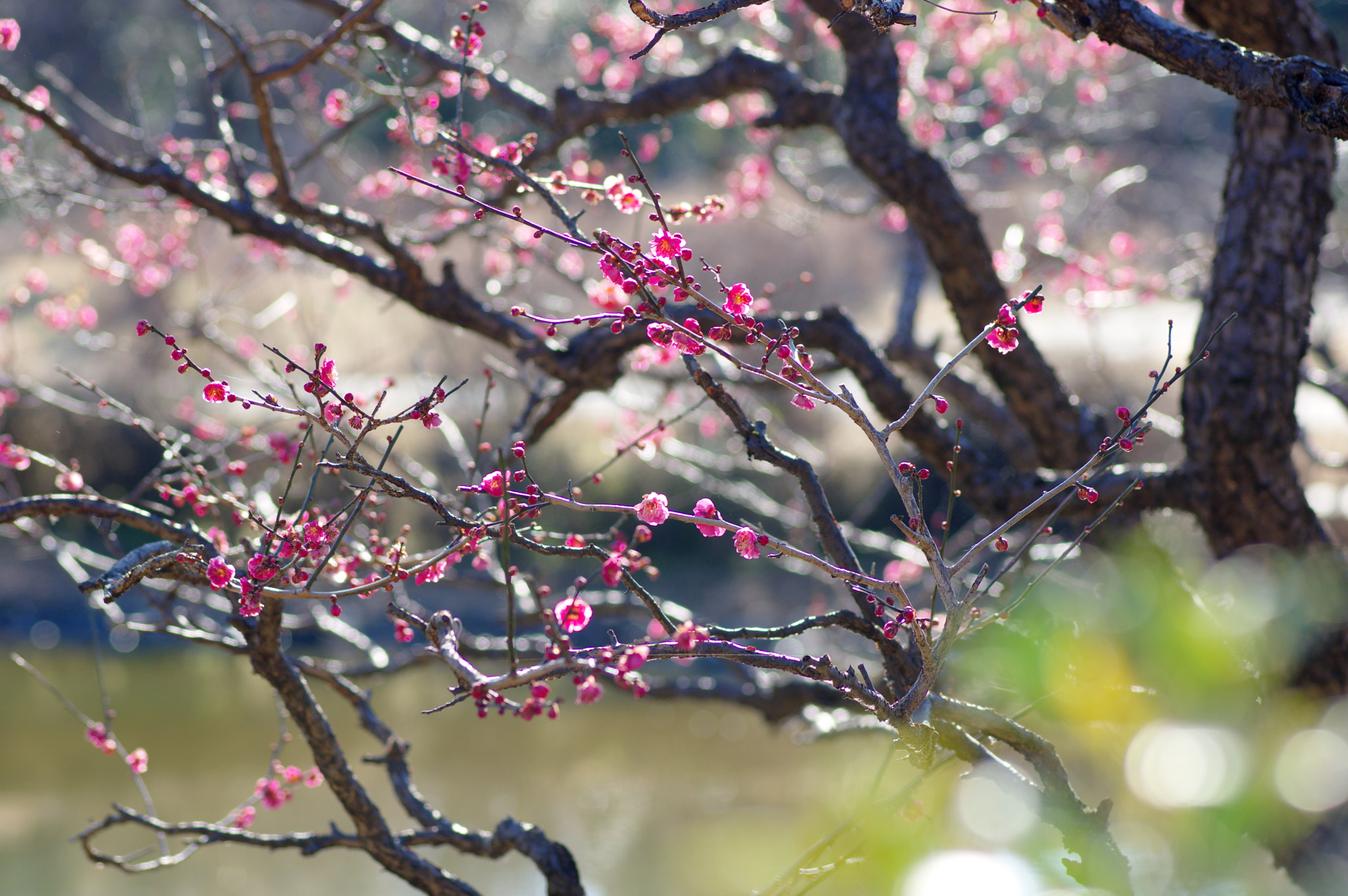Pentax smc D-FA 100mm F2.8 Macro WR sample photo. Waiting for the spring..... photography