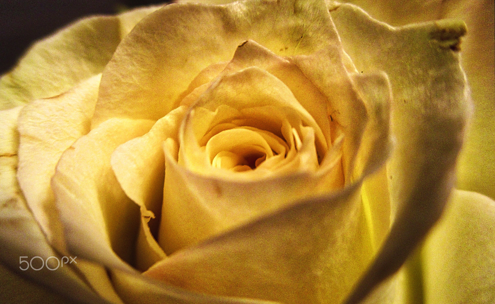 Canon PowerShot ELPH 115 IS (IXUS 132 / IXY 90F) sample photo. White rose photography