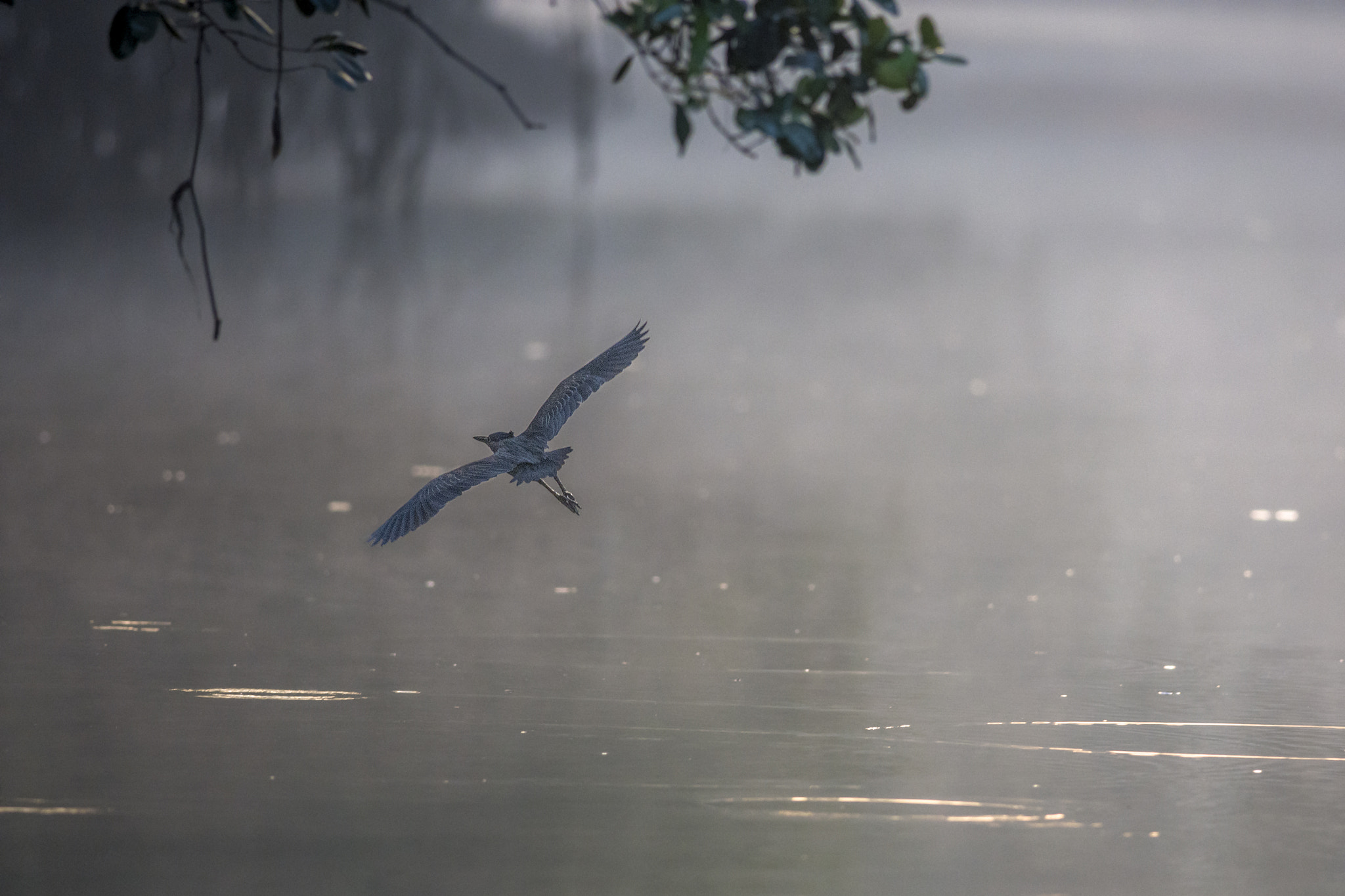 Nikon D7200 + Nikon AF-S Nikkor 300mm F4D ED-IF sample photo. Black-crowned night heron photography