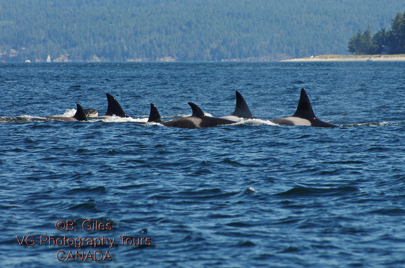 Pentax smc DA* 60-250mm F4.0 ED (IF) SDM sample photo. Orca family photography