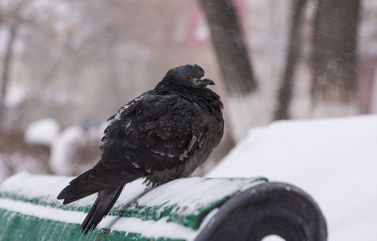 Sony SLT-A65 (SLT-A65V) sample photo. Dove in a snowstorm - 2 photography
