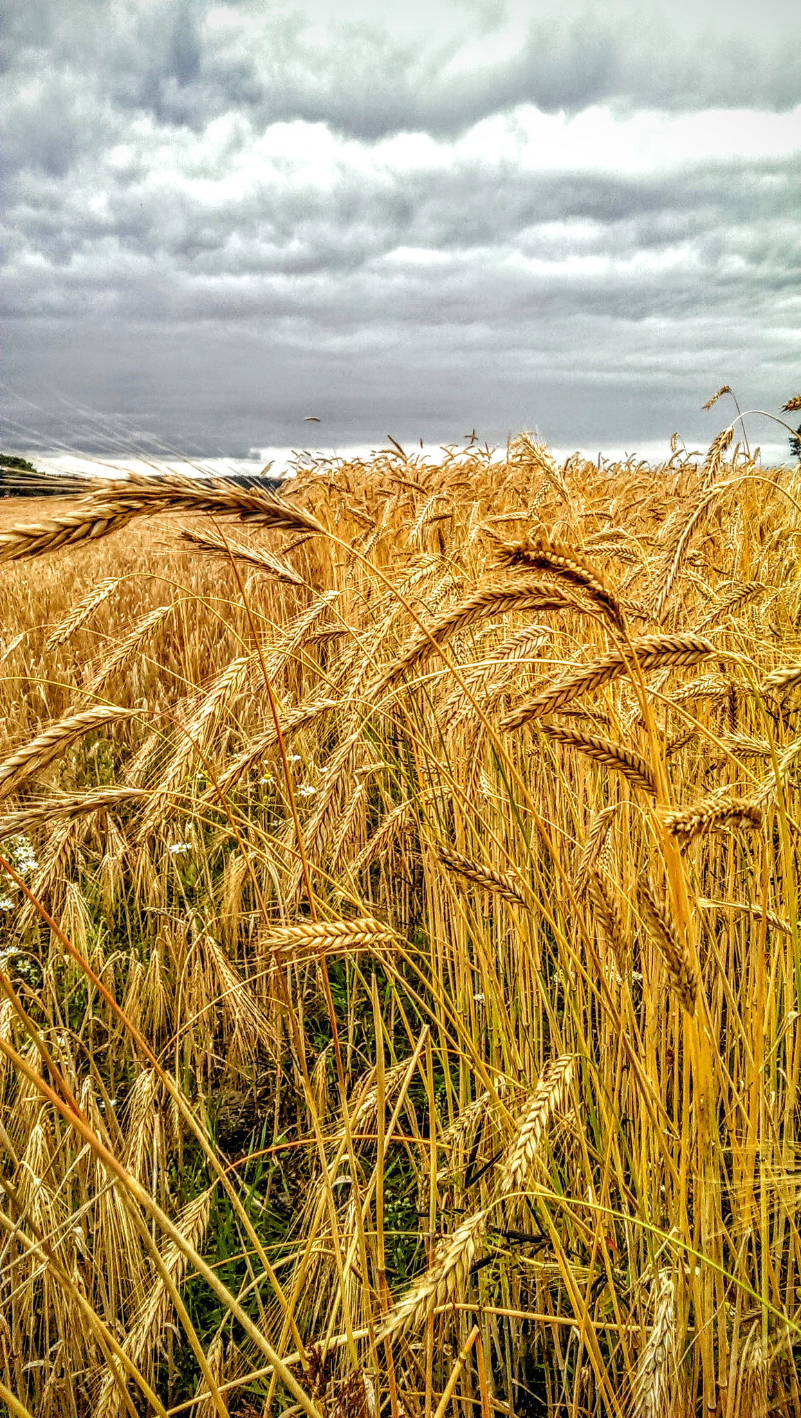 HTC ONE sample photo. Img_20160715_145156.jpg photography