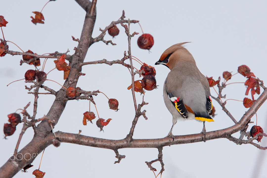 Canon EF 70-200mm F4L IS USM sample photo. Bohemian waxwing photography