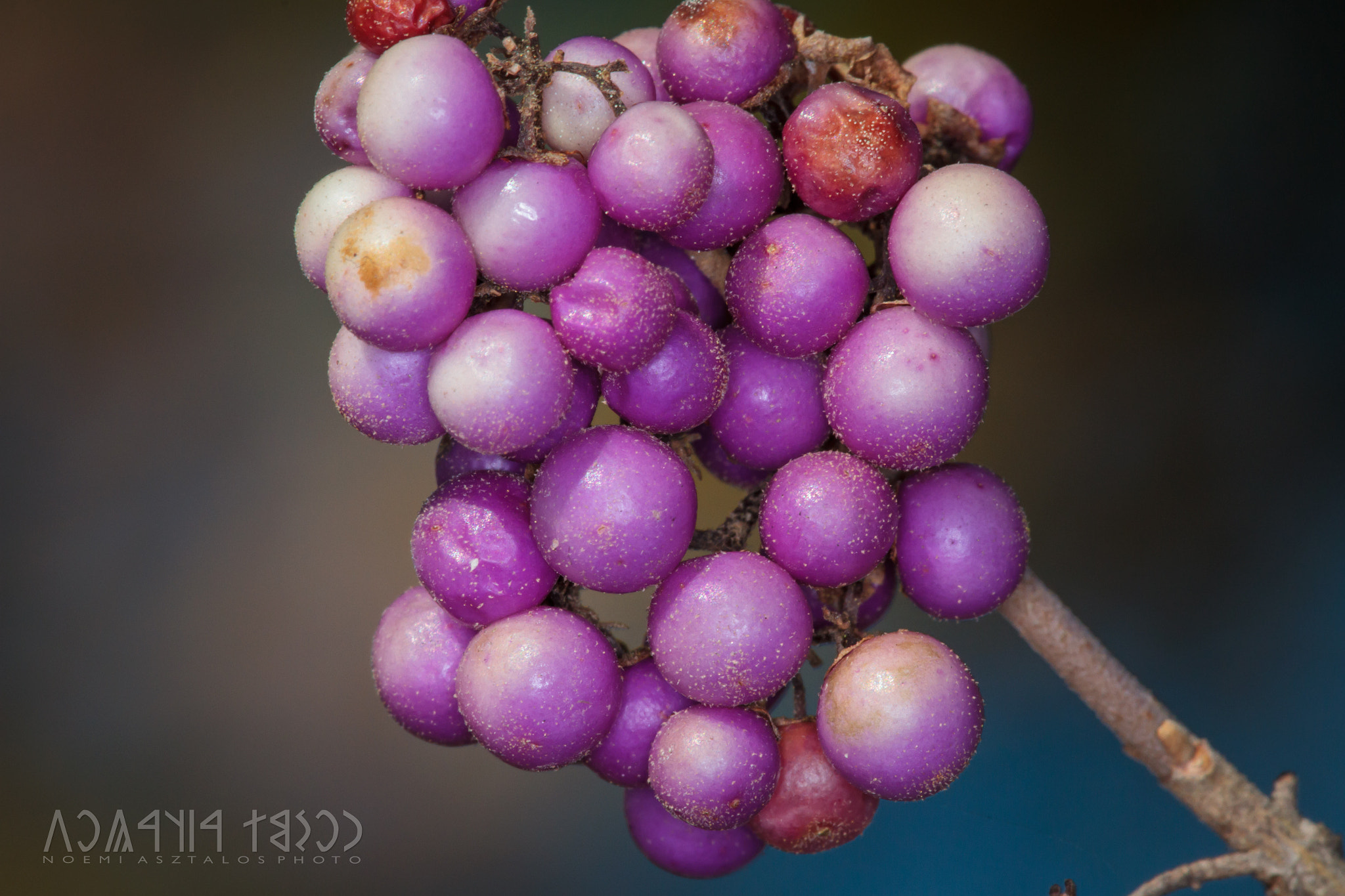 Canon EF 180mm F3.5L Macro USM sample photo. Still hangin' on photography