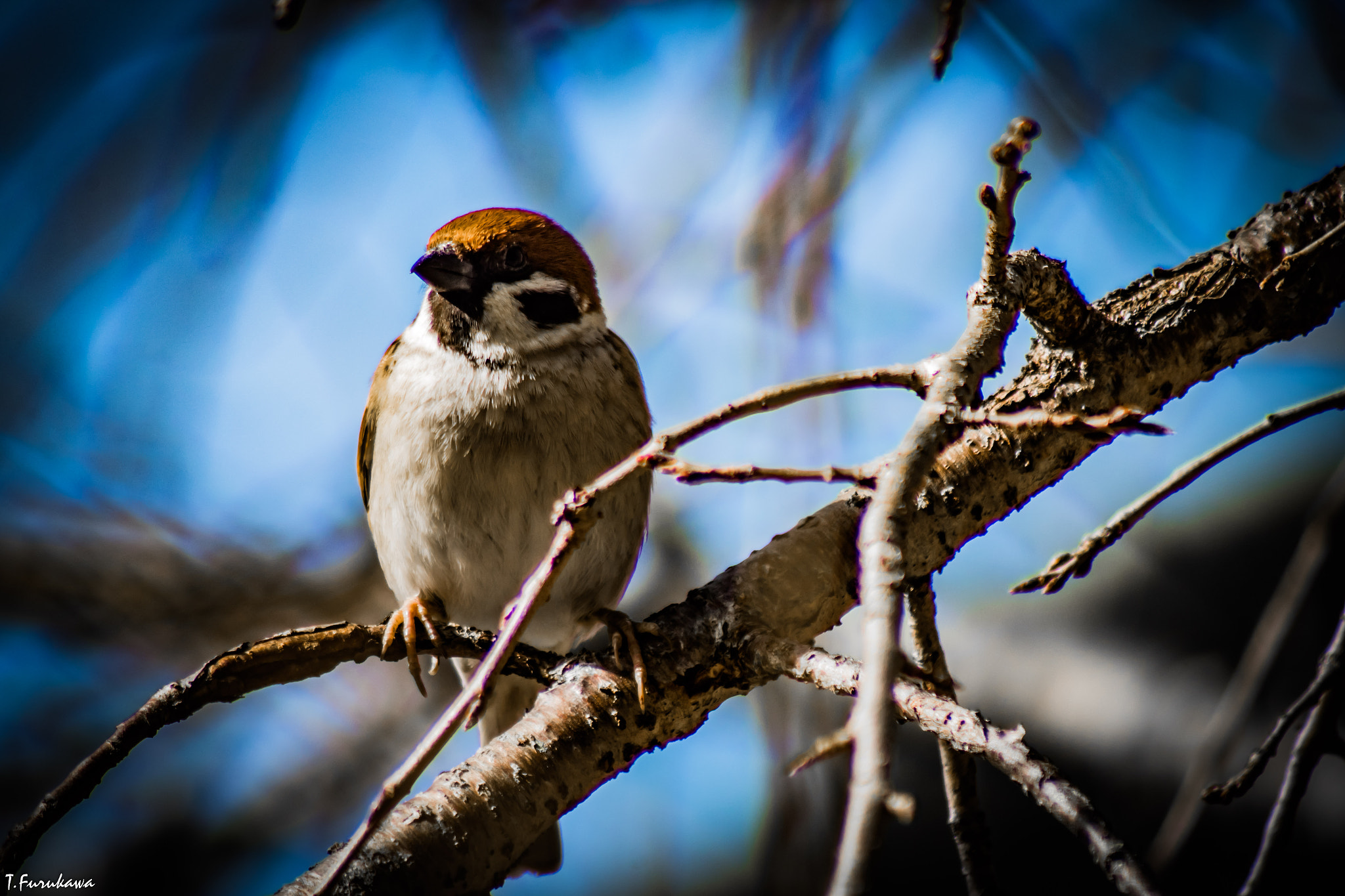 Cosina AF 100-300mm F5.6-6.7 sample photo. Sparrow photography