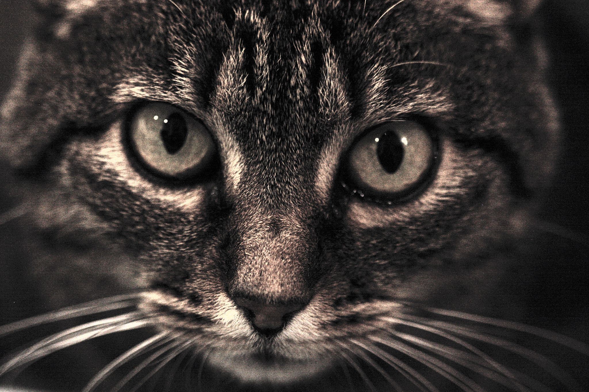 Canon EF 100mm F2.8 Macro USM sample photo. Cat photography