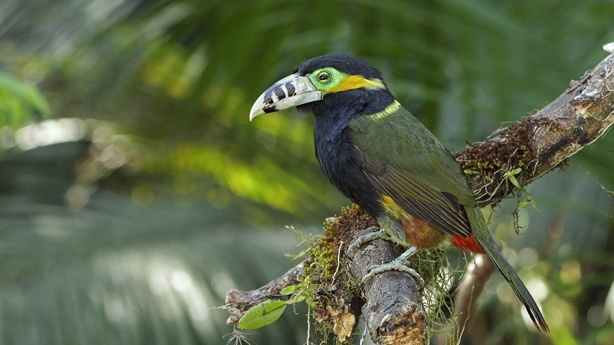 Canon EF 100-400mm F4.5-5.6L IS USM sample photo. Selenidera maculirostris photography