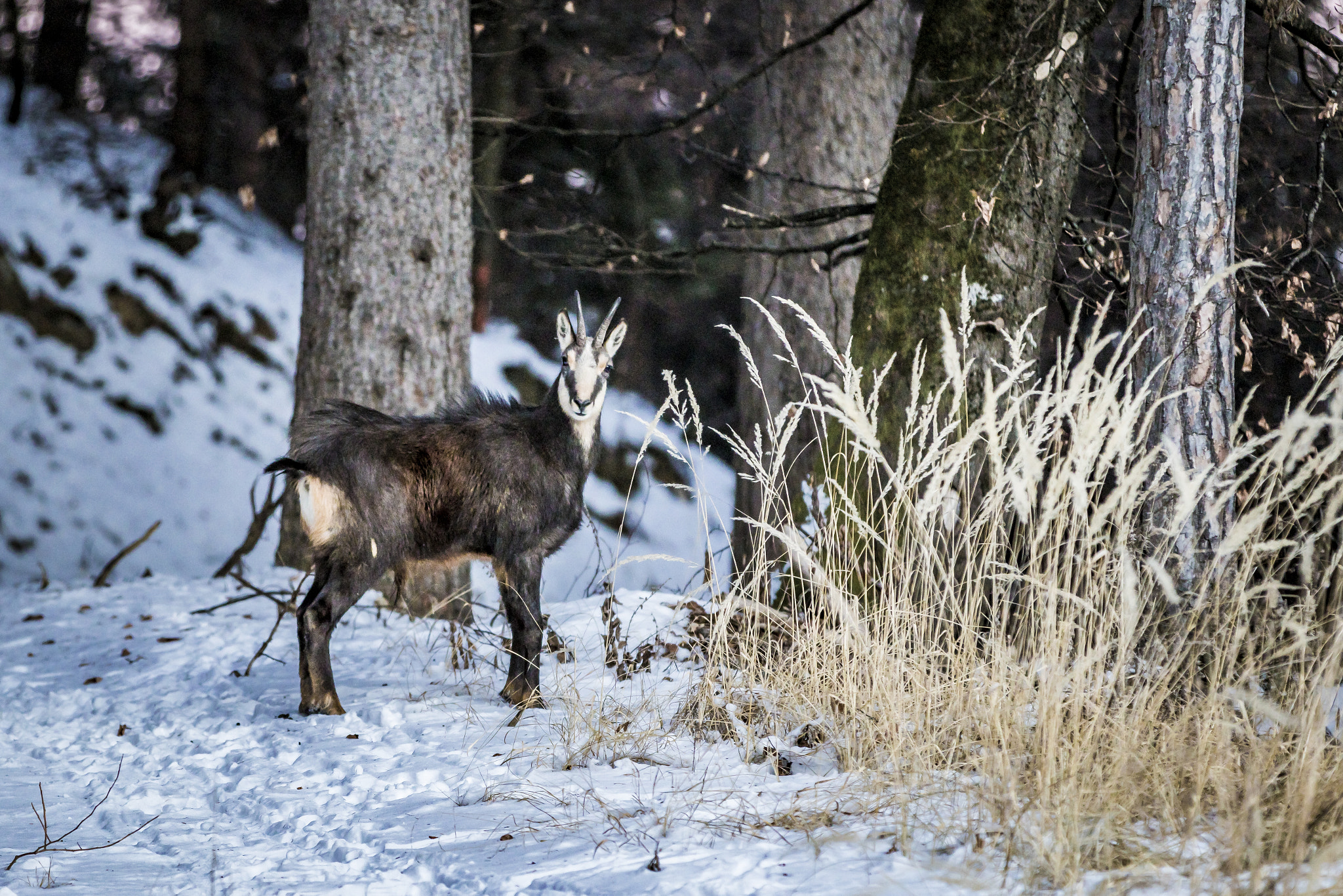 Canon EF 70-200mm F2.8L IS II USM sample photo. Chamois photography