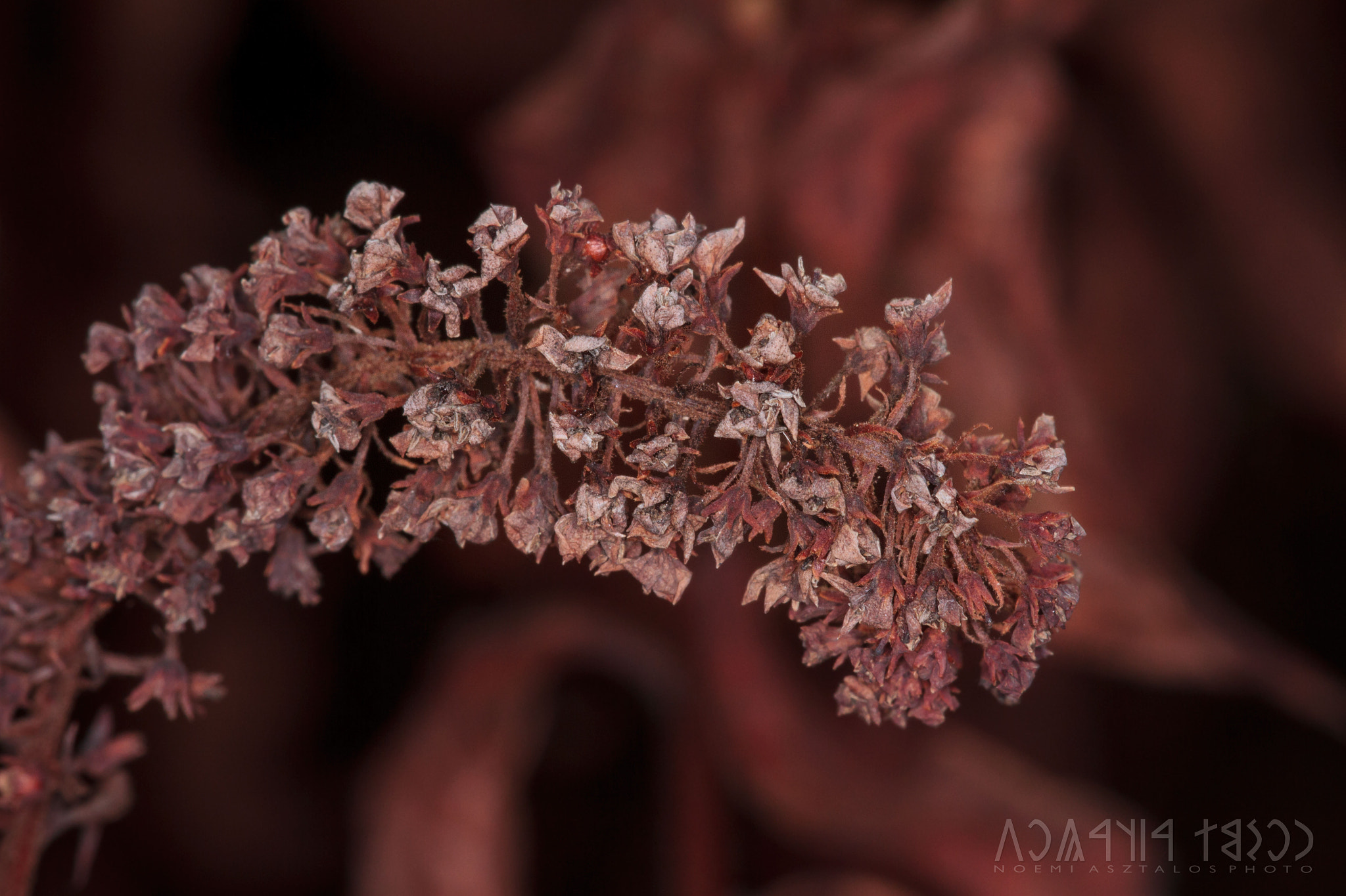 Canon EF 180mm F3.5L Macro USM sample photo. Dry flower photography