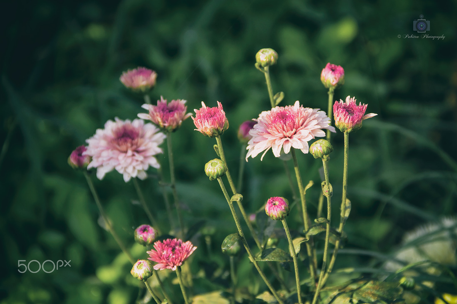 Canon EF-S 18-135mm F3.5-5.6 IS sample photo. Beautiful flowers photography