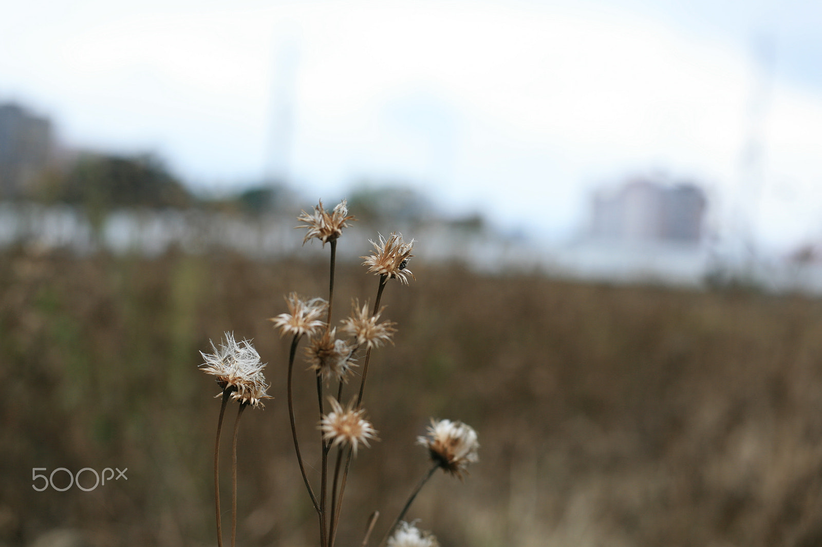 Canon EOS 5D + Canon EF 50mm F1.8 STM sample photo. Img photography