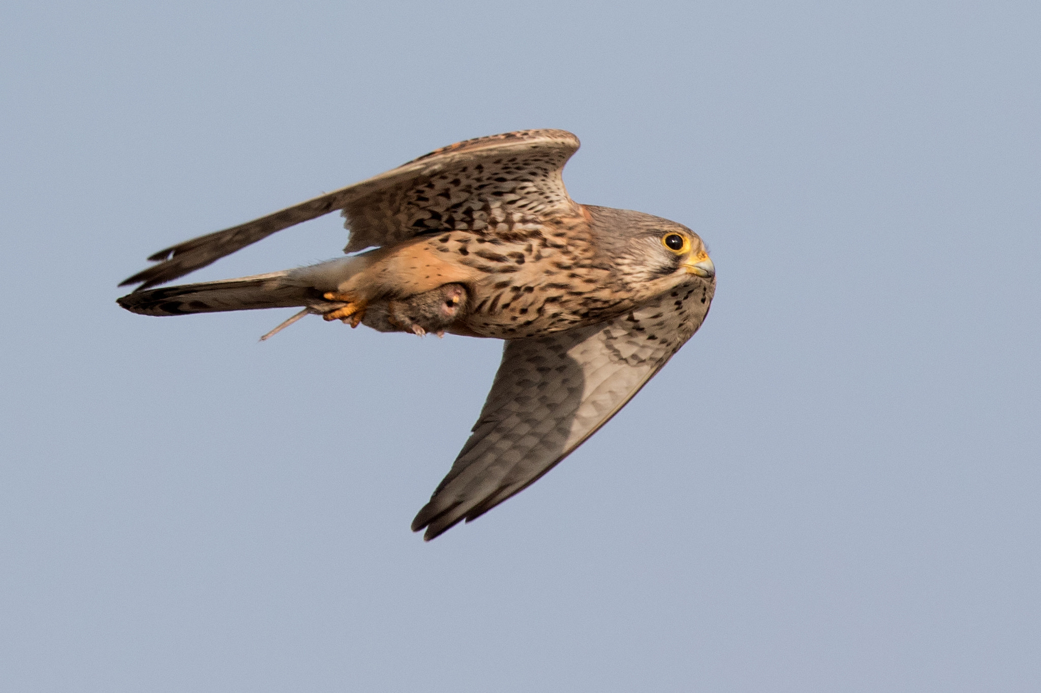Canon EF 500mm F4L IS II USM sample photo. Kestrel with mouse photography