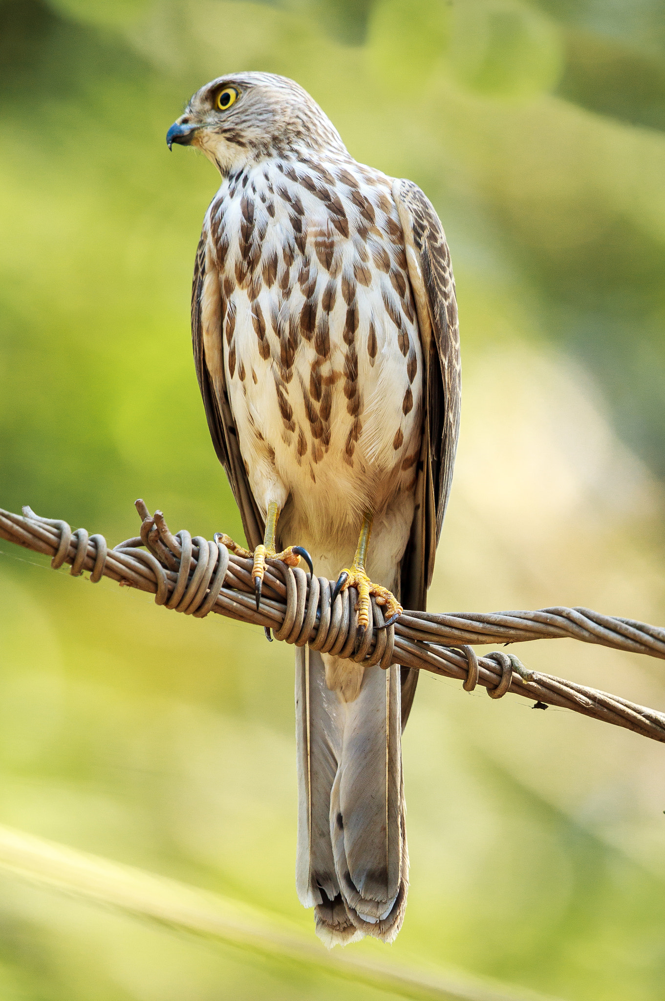 Canon EF 500mm F4L IS II USM sample photo. Shikra or little banded goshawk juvenile photography