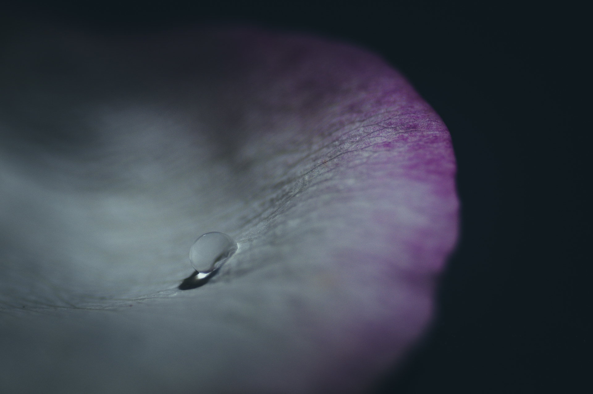 Pentax smc D-FA 100mm F2.8 macro sample photo. L'eau de rose 1/10 photography