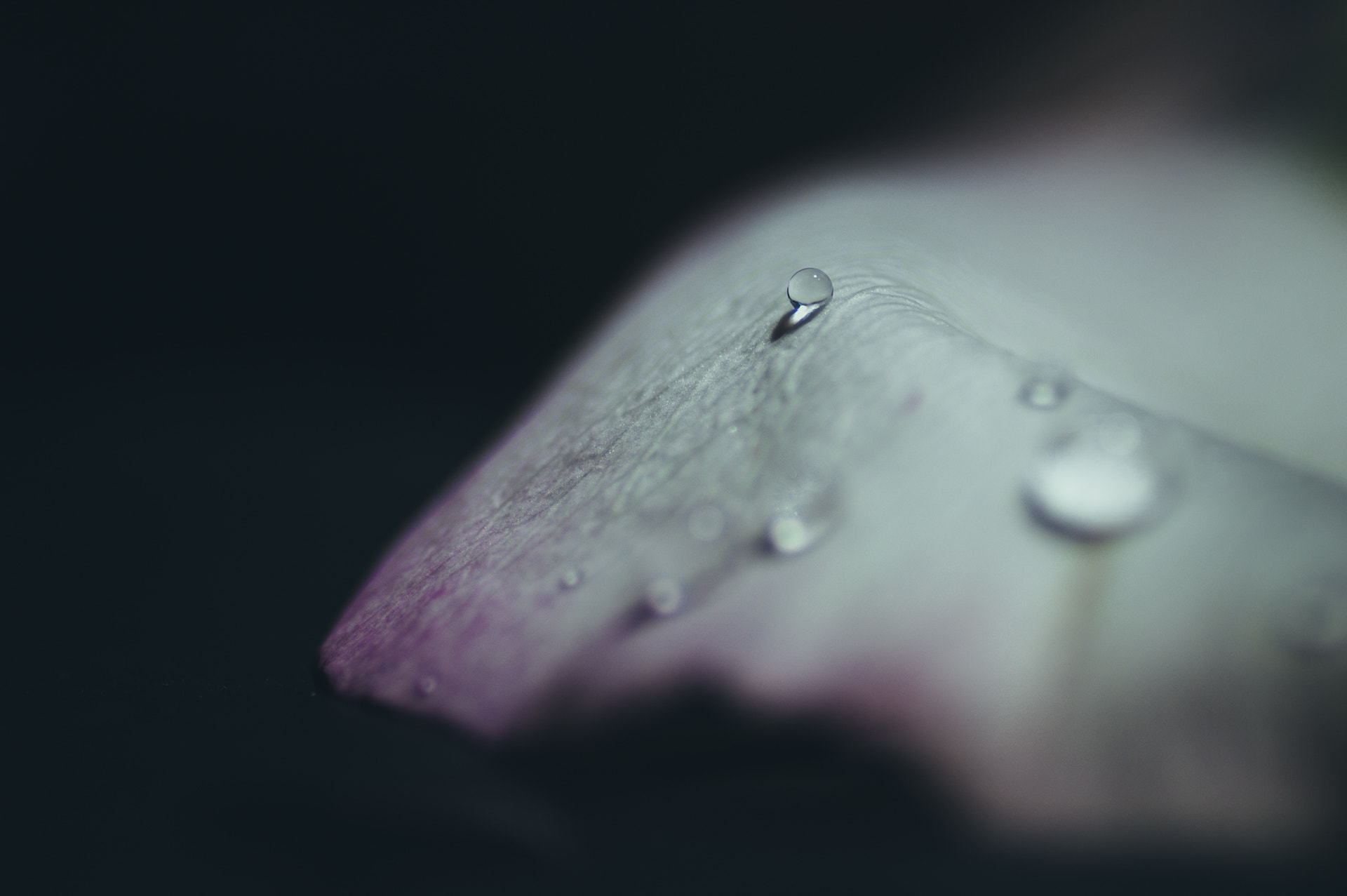 Pentax smc D-FA 100mm F2.8 macro sample photo. L'eau de rose 4/10 photography