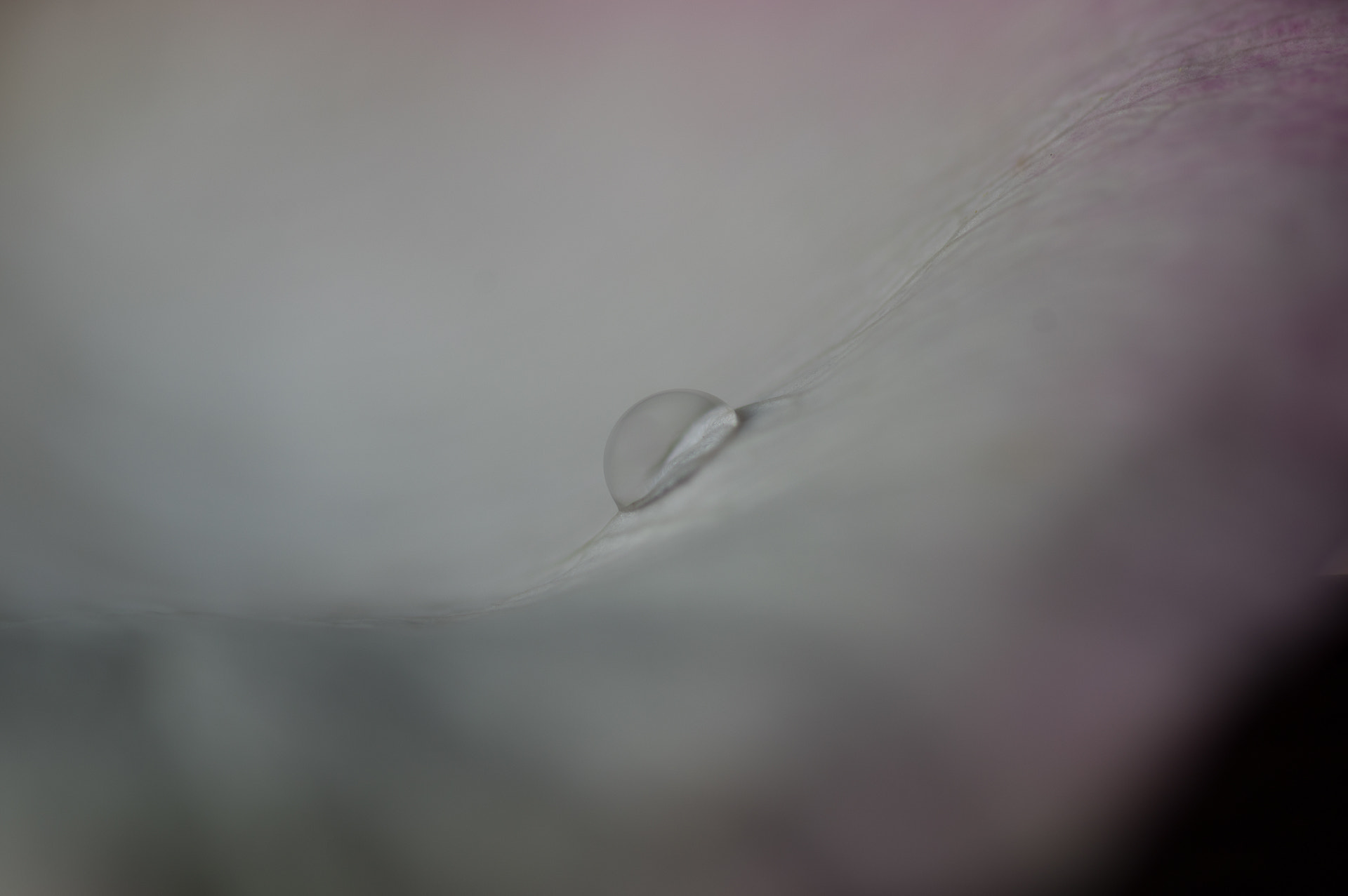 Pentax smc D-FA 100mm F2.8 macro sample photo. L'eau de rose 5/10 photography