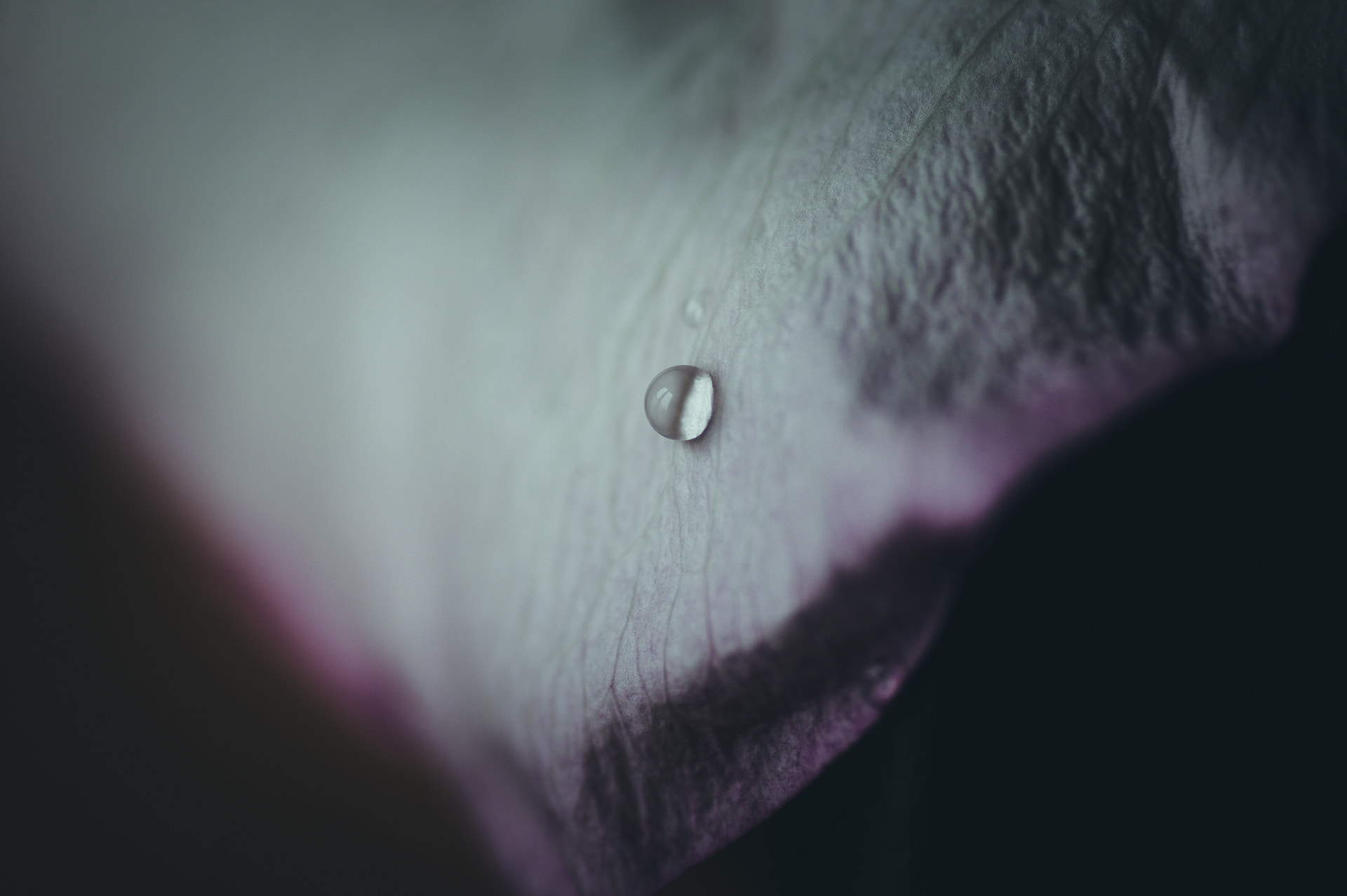 Pentax smc D-FA 100mm F2.8 macro sample photo. L'eau de rose 9/10 photography