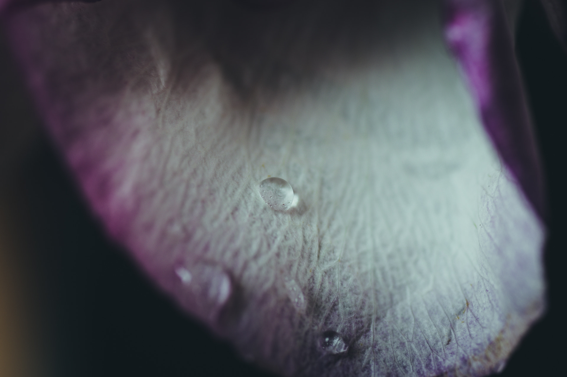 Pentax smc D-FA 100mm F2.8 macro sample photo. L'eau de rose 10/10 photography
