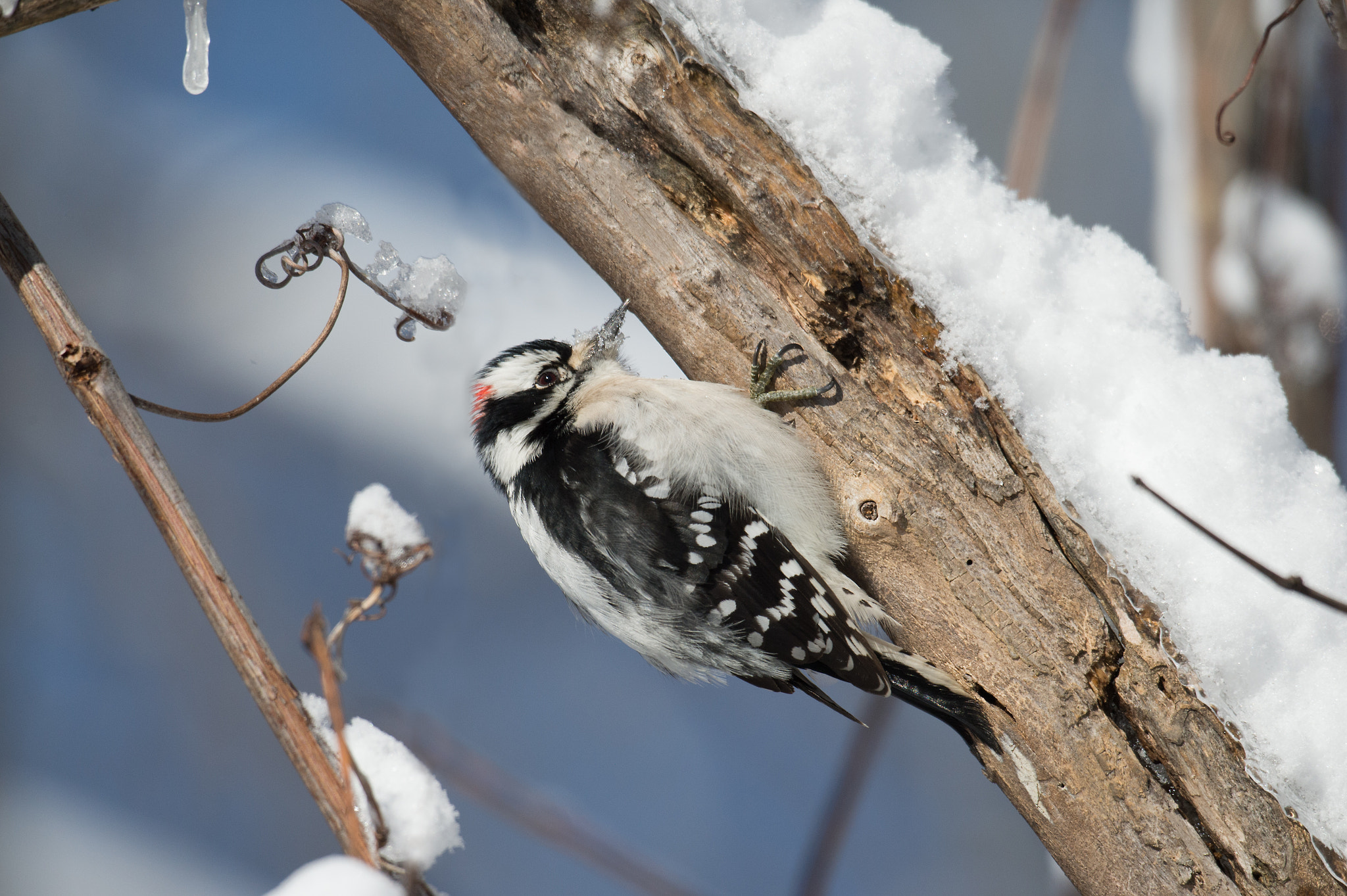 Nikon D4 sample photo. Pic mineur, picoides pubescens,  downy woodpecker photography