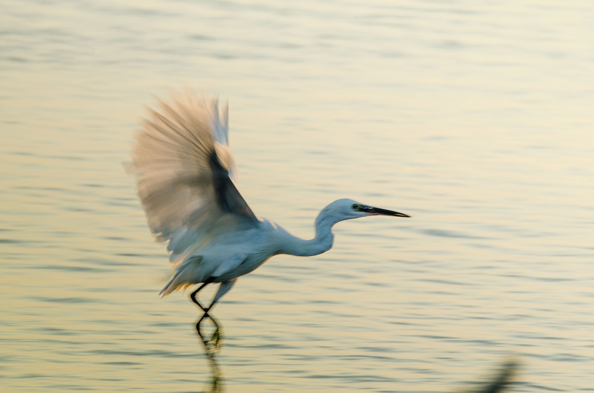 Sigma 150-600mm F5-6.3 DG OS HSM | C sample photo. Dsc photography