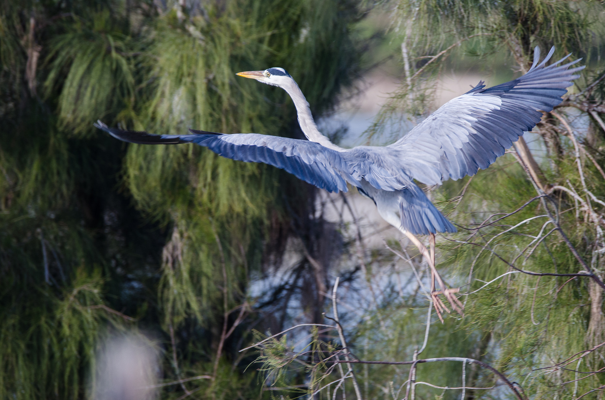 Sigma 150-600mm F5-6.3 DG OS HSM | C sample photo. Dsc photography
