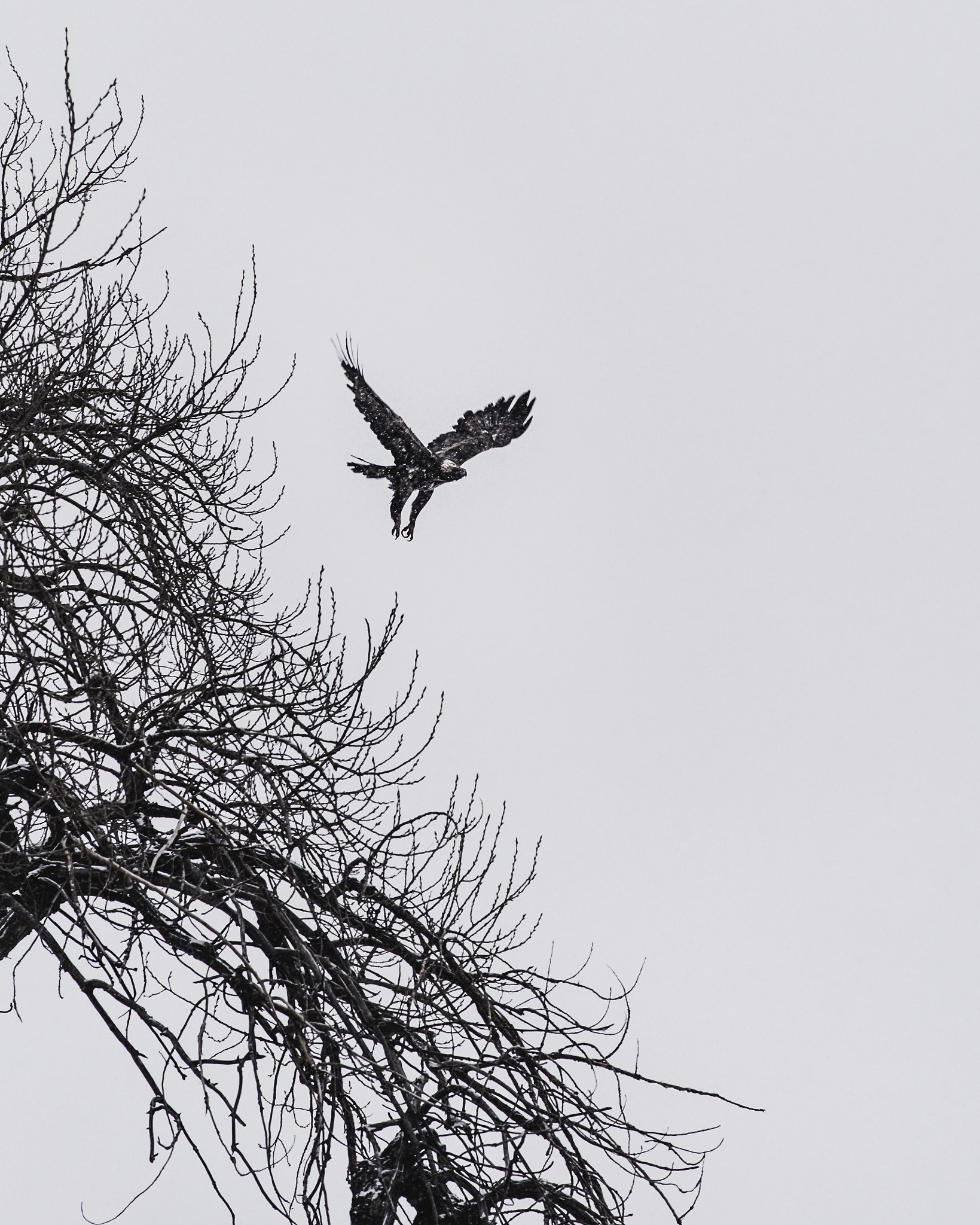 Pentax K-70 + A Series Lens sample photo. Snowy flight photography